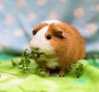 Burrito